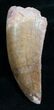Thick, Serrated Carcharodontosaurus Tooth - #4301-2